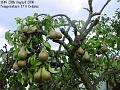 2006-0829pears